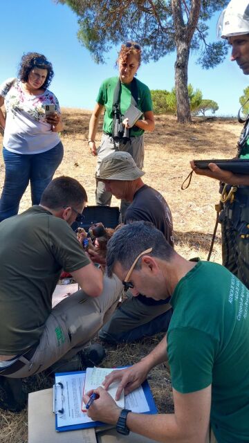 Águilas con GPS para detectar el virus del Nilo