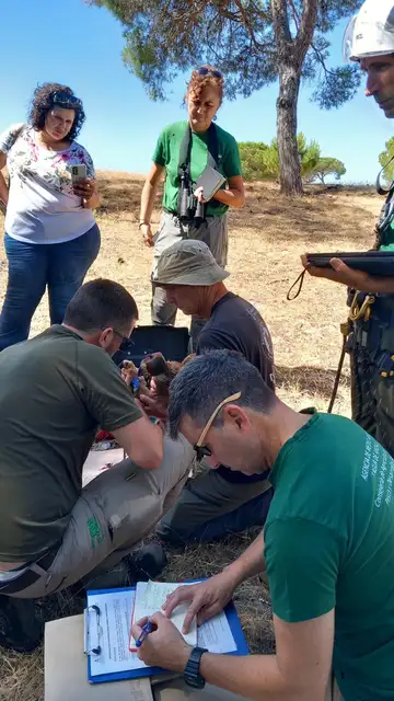 Águilas con GPS para detectar el virus del Nilo Águilas con GPS para detectar el virus del Nilo