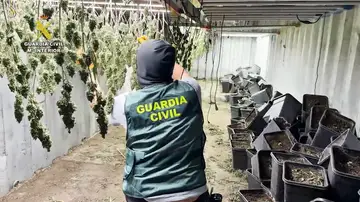 Desmantelada en Granada una plantación de marihuana oculta en contenedores marítimos soterrados Desmantelada en Granada una plantación de marihuana oculta en contenedores marítimos soterrados