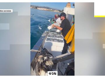 Pescadores de M&aacute;laga tiran una tonelada de boquerones
