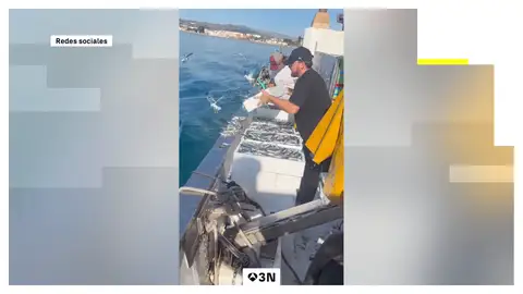 Pescadores de Málaga tiran una tonelada de boquerones Pescadores de Málaga tiran una tonelada de boquerones