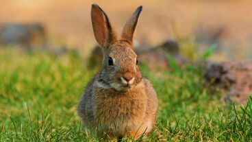 Imagen de un conejo. 