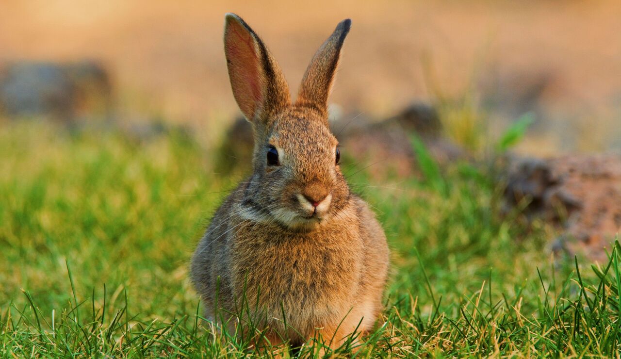 Imagen de un conejo. 