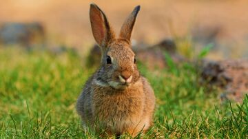 Imagen de un conejo. 