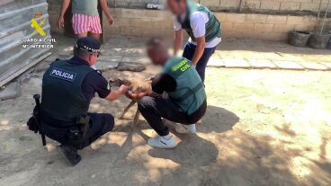 Detenidas cuatro personas acusados de robar y maltratar ocho galgos de competici&oacute;n
