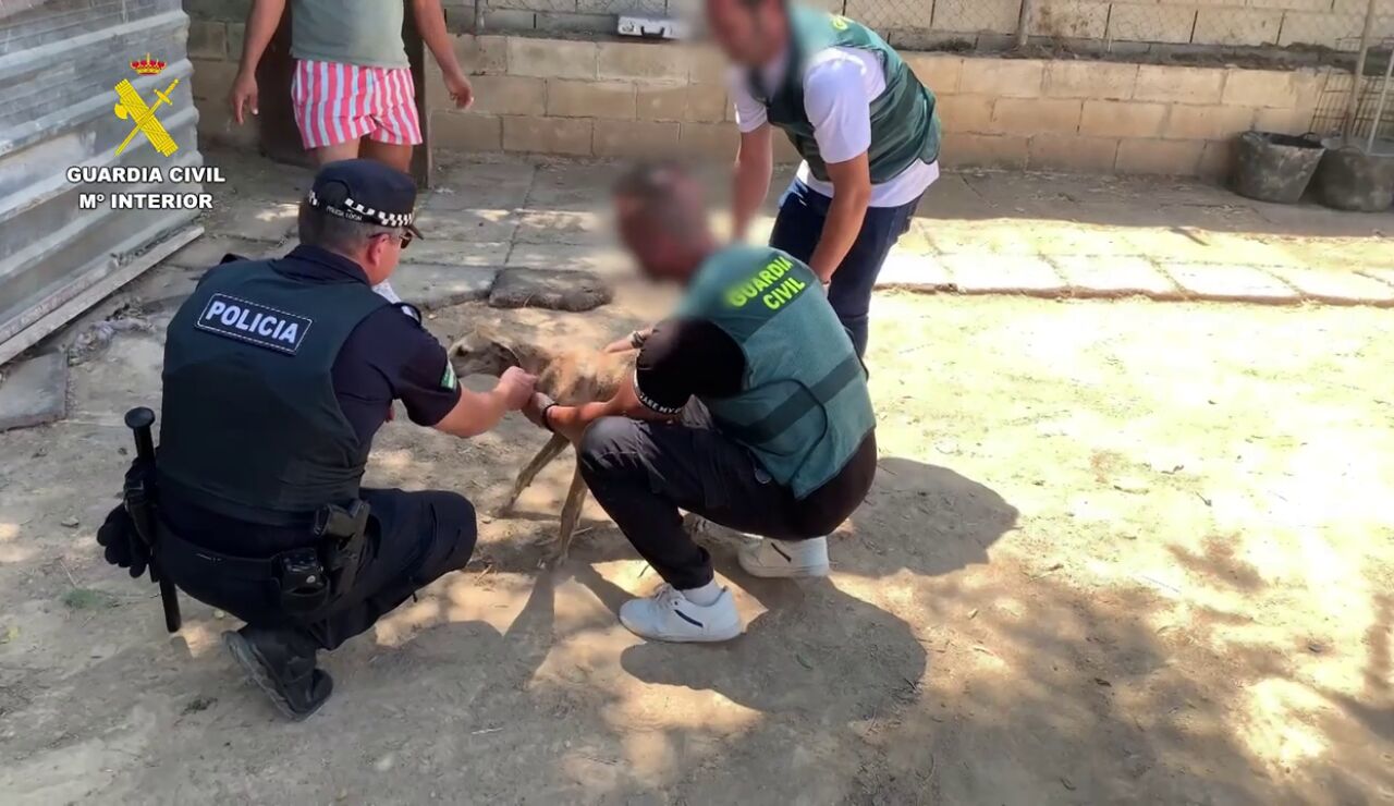 Detenidas cuatro personas acusados de robar y maltratar ocho galgos de competici&oacute;n