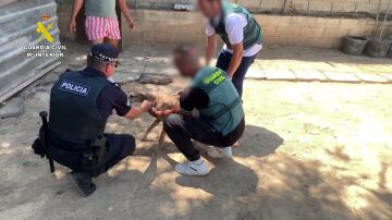 Detenidas cuatro personas acusados de robar y maltratar ocho galgos de competici&oacute;n