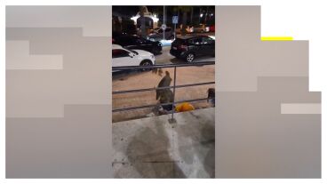 Jabal&iacute;es comiendo en una calle de Marbella