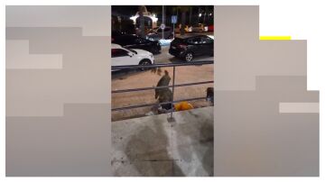 Jabal&iacute;es comiendo en una calle de Marbella