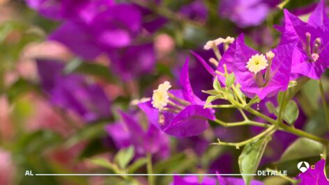 Flores