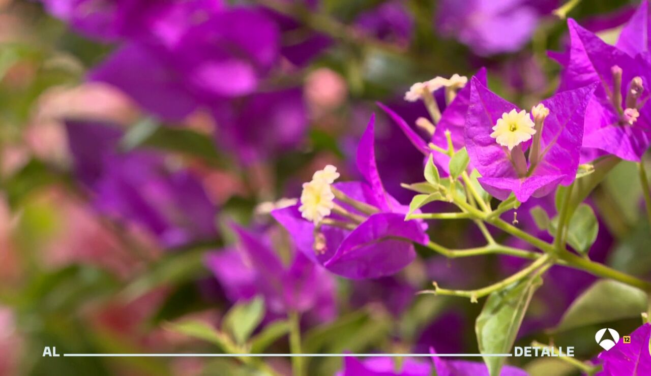 Flores