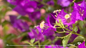 Flores