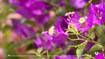 Flores Flores
