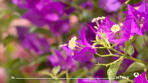 Flores Flores