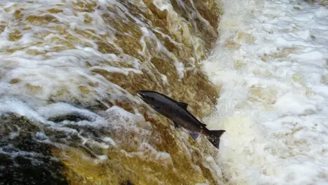 Salmón Salmón