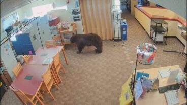 Un oso dentro de una biblioteca