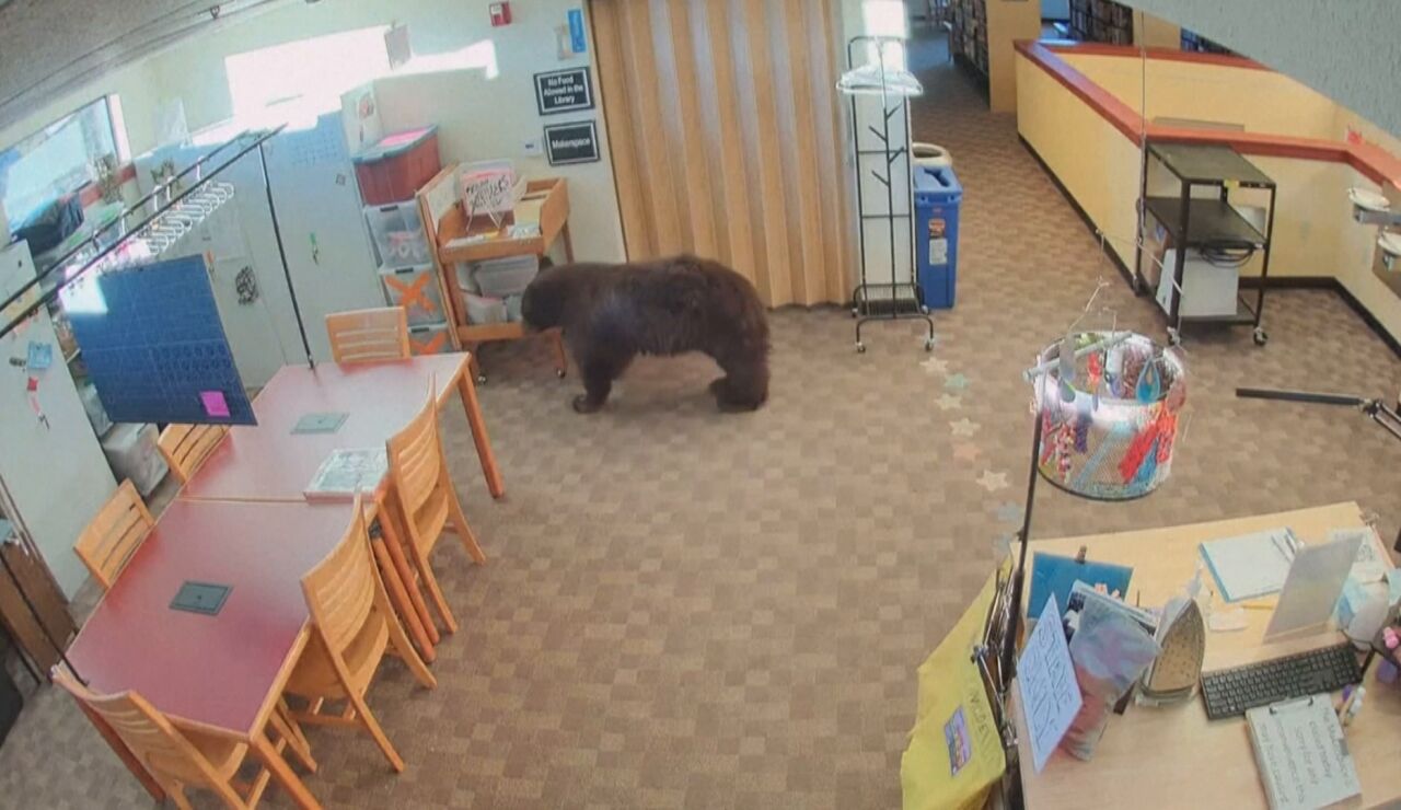 Un oso dentro de una biblioteca