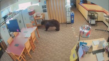 Un oso dentro de una biblioteca