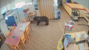 Un oso dentro de una biblioteca Un oso dentro de una biblioteca