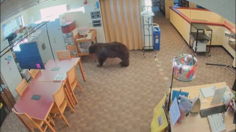 Un oso dentro de una biblioteca