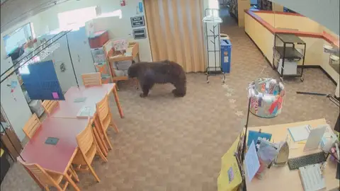 Un oso dentro de una biblioteca Un oso dentro de una biblioteca