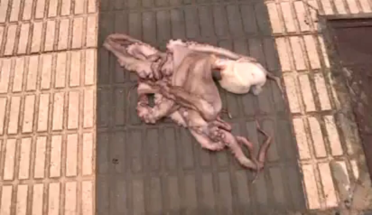 Pulpo en una acera de Oliva