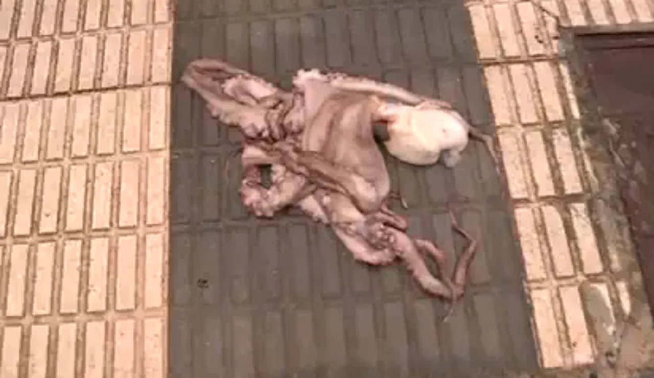 Pulpo en una acera de Oliva