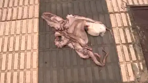 Pulpo en una acera de Oliva Pulpo en una acera de Oliva
