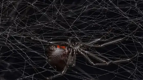 Viuda negra Viuda negra