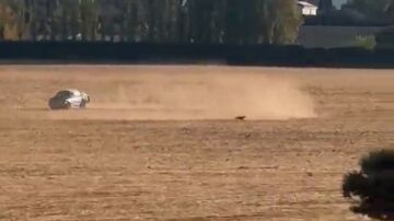 Detenido un hombre de 64 a&ntilde;os por perseguir con su coche a un perro en una finca de Granada