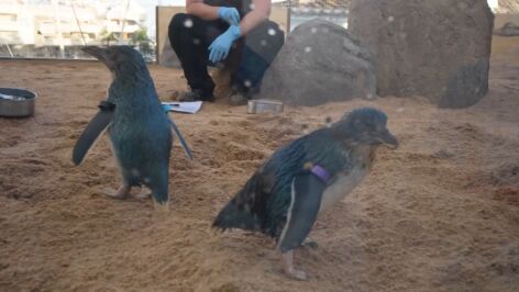Ping&uuml;ino azul en Benalm&aacute;dena