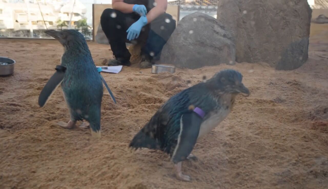 Ping&uuml;ino azul en Benalm&aacute;dena