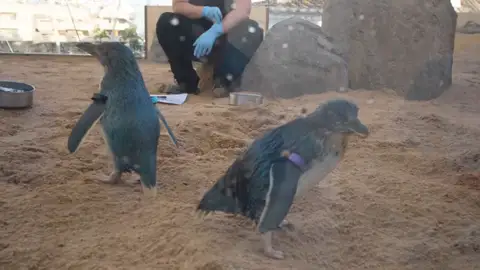Pingüino azul en Benalmádena Pingüino azul en Benalmádena