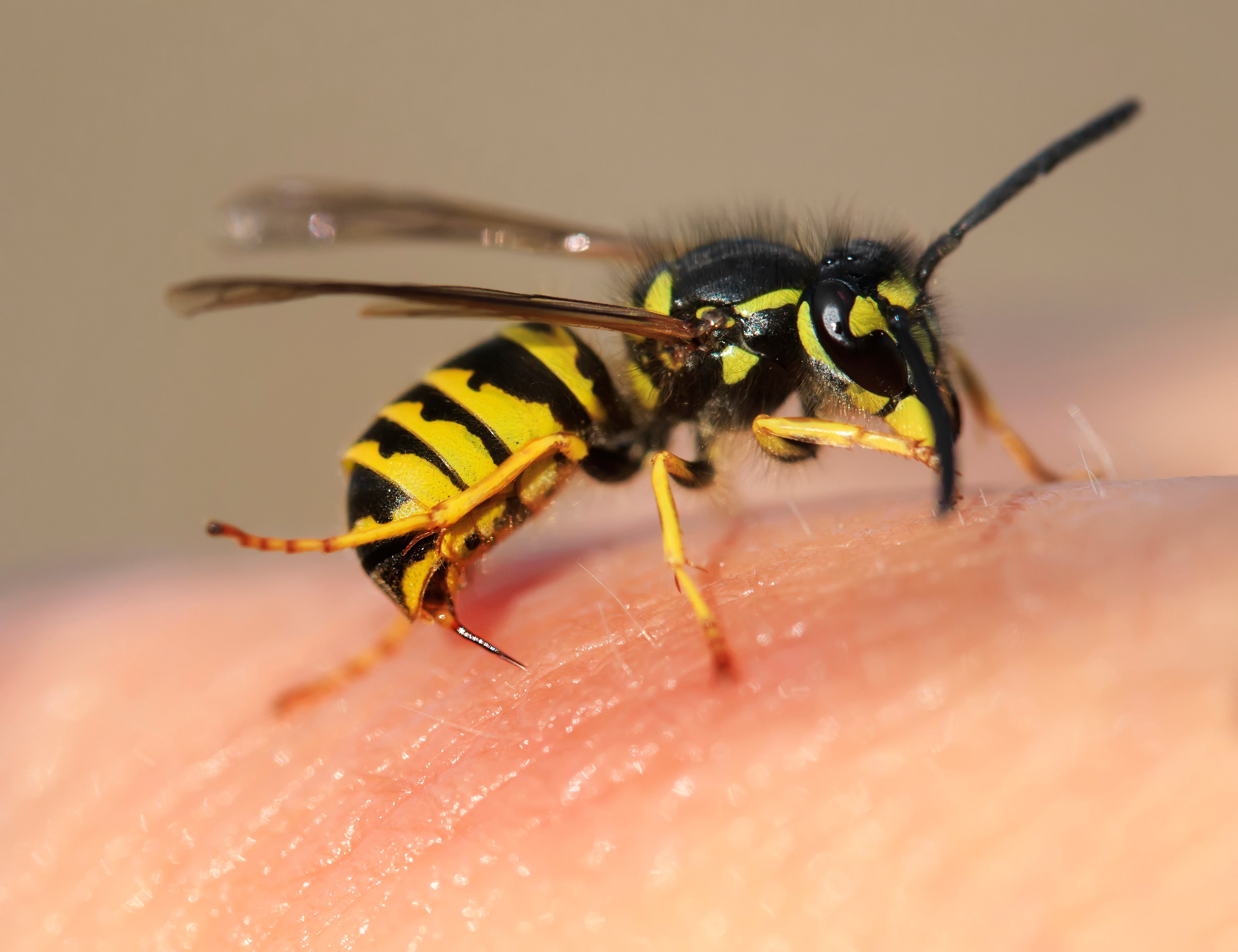 picadura de abeja y sus beneficios