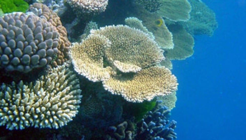 Zona de la Gran Barrera de Coral