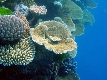 Zona de la Gran Barrera de Coral Zona de la Gran Barrera de Coral