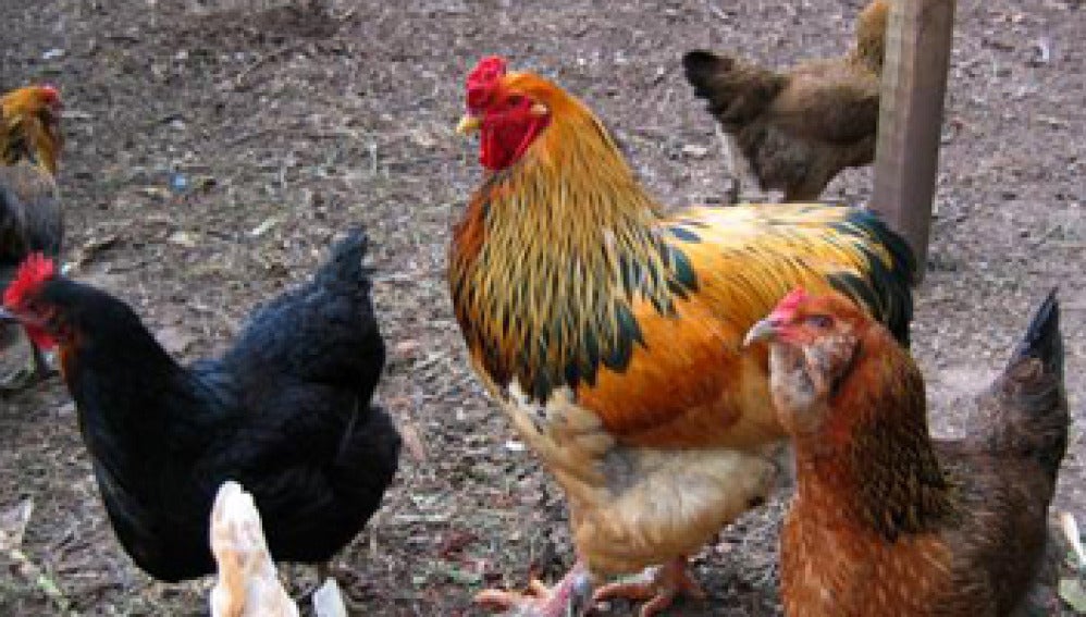 Descartada la gripe aviar en Guadalajara