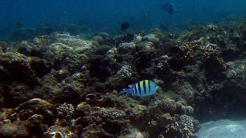 El arrecife Cabo Pulmo, en peligro