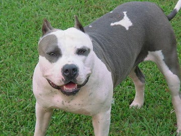 Perro de la raza pitbull