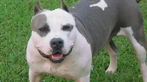 Perro de la raza pitbull Perro de la raza pitbull