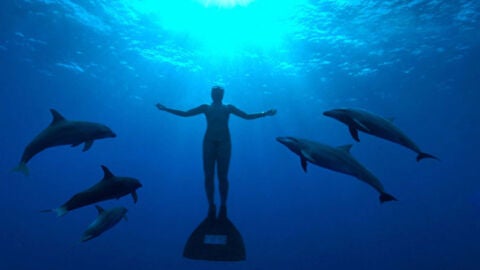 Tr&aacute;iler de The Cove