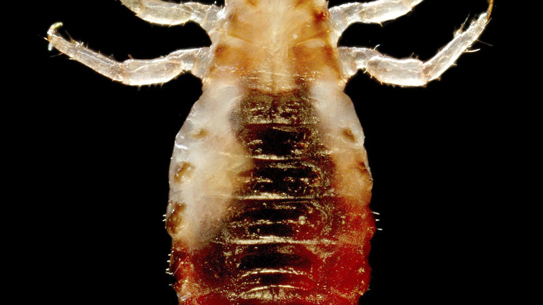 El genoma del piojo humano El genoma del piojo humano