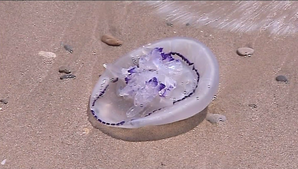 Una medusa en la playa de El Saler