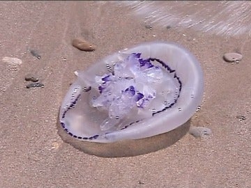 Una medusa en la playa de El Saler