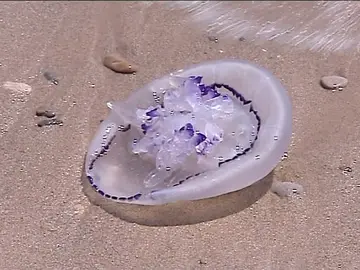 Una medusa en la playa de El Saler Una medusa en la playa de El Saler
