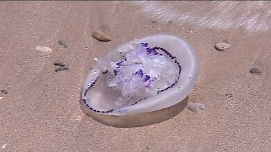 Las medusas, como los españoles, pasan su verano en la playa