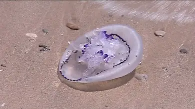 Las medusas, como los españoles, pasan su verano en la playa Las medusas, como los españoles, pasan su verano en la playa