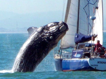 Una ballena salta sobre un yate Una ballena salta sobre un yate