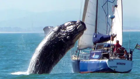 Una ballena salta sobre un yate Una ballena salta sobre un yate