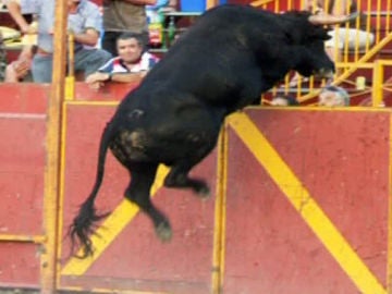Un toro provoca el pánico en Benalúa de las Villas Un toro provoca el pánico en Benalúa de las Villas